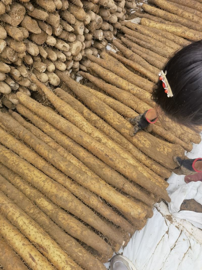 新疆白玉山药哈密阿克苏121等地区山药