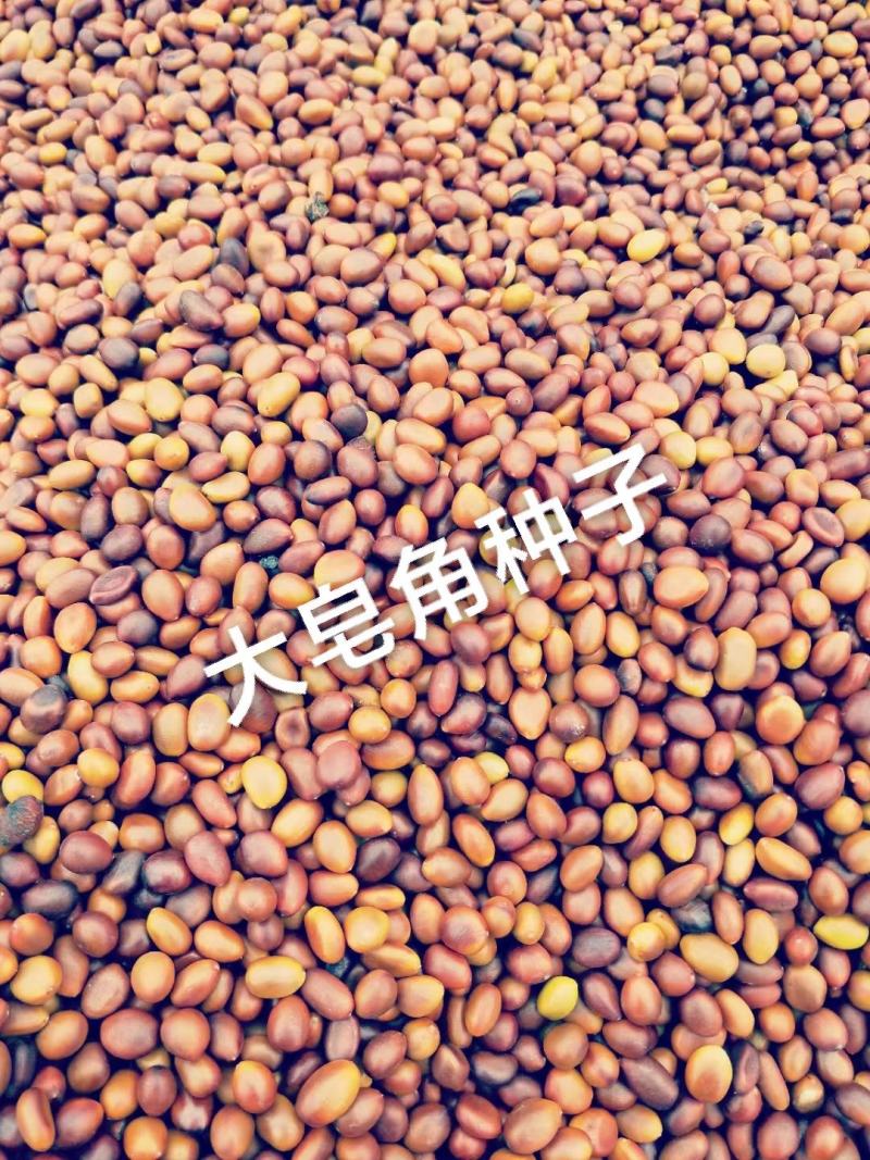 大皂角种子