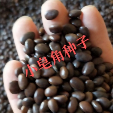 中皂角种子，纯新皂角种子专业做种子，不比价格比质量