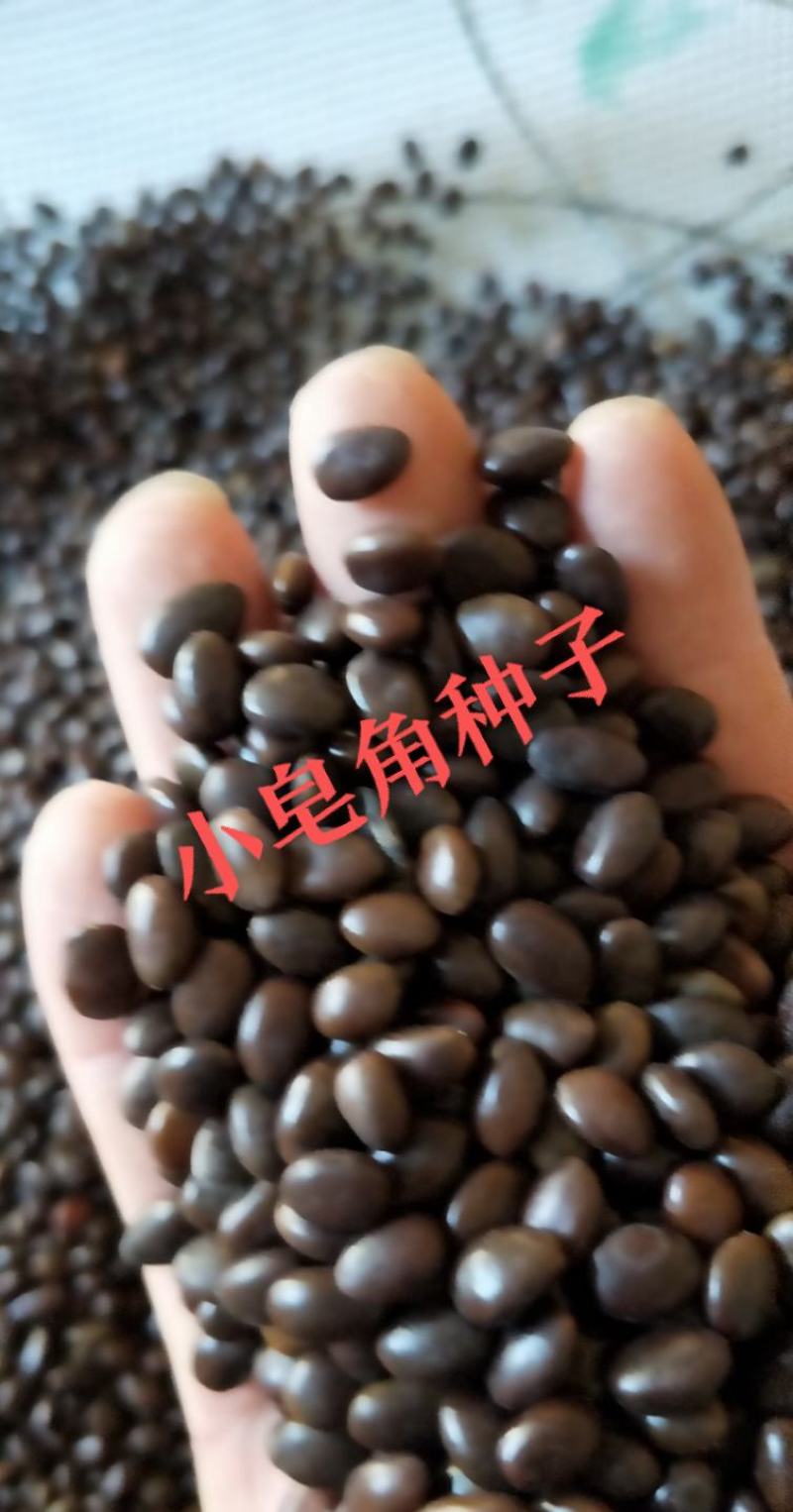 中皂角种子，纯新皂角种子专业做种子，不比价格比质量