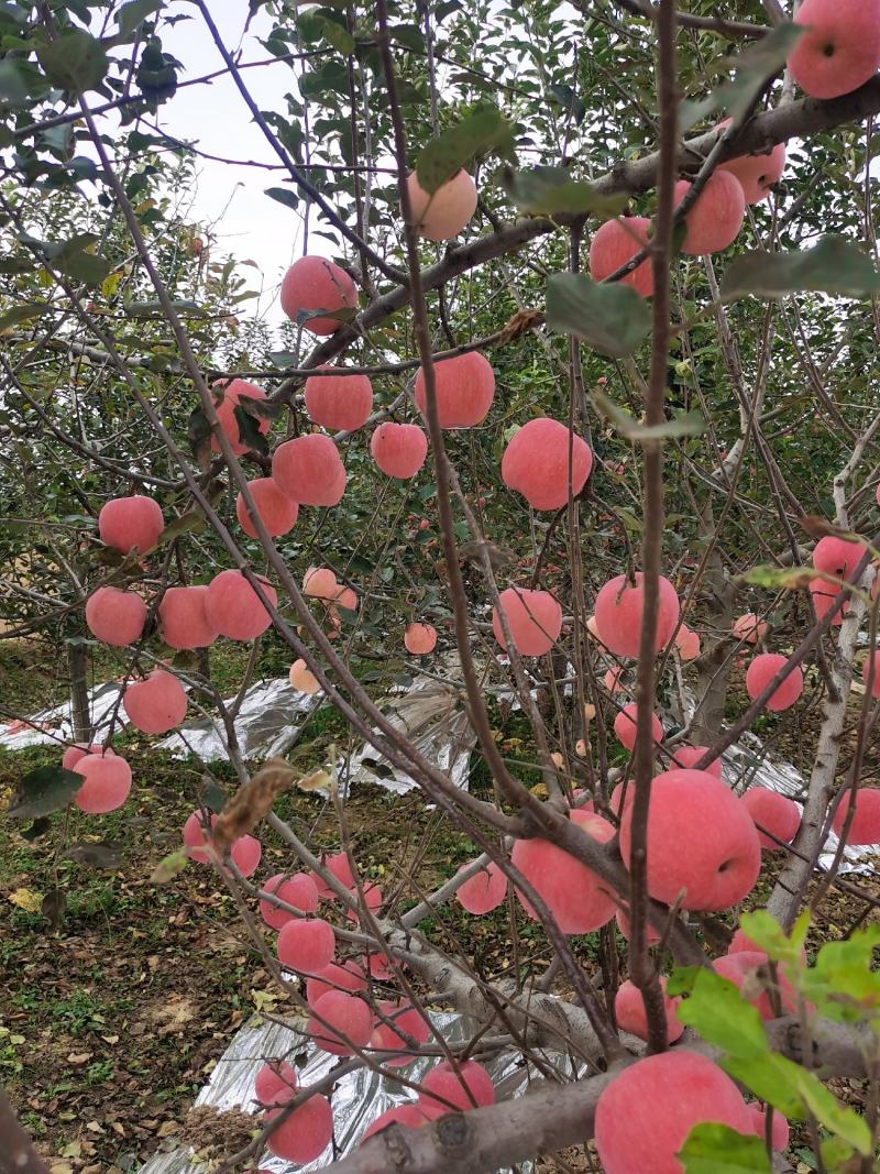 【一件代发，招合作商】正宗红富士苹果，脆甜多汁，欢迎来扰