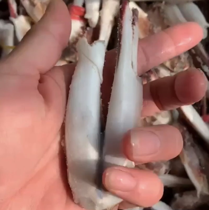 蟹钳