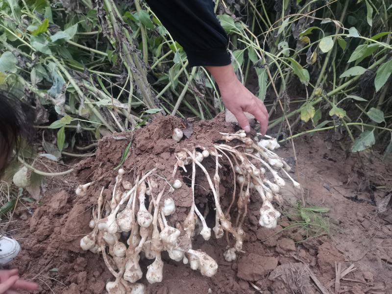 万亩沙土洋姜，保证质量信义第一，单个独头欢迎各位新老客户