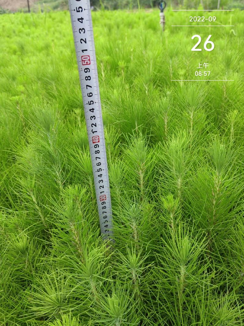 【精品推荐】优质湿地松苗产地直发苗高30~50公分规格