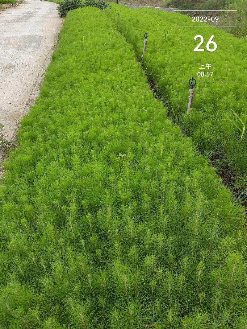 【精品推荐】优质湿地松苗产地直发苗高30~50公分规格
