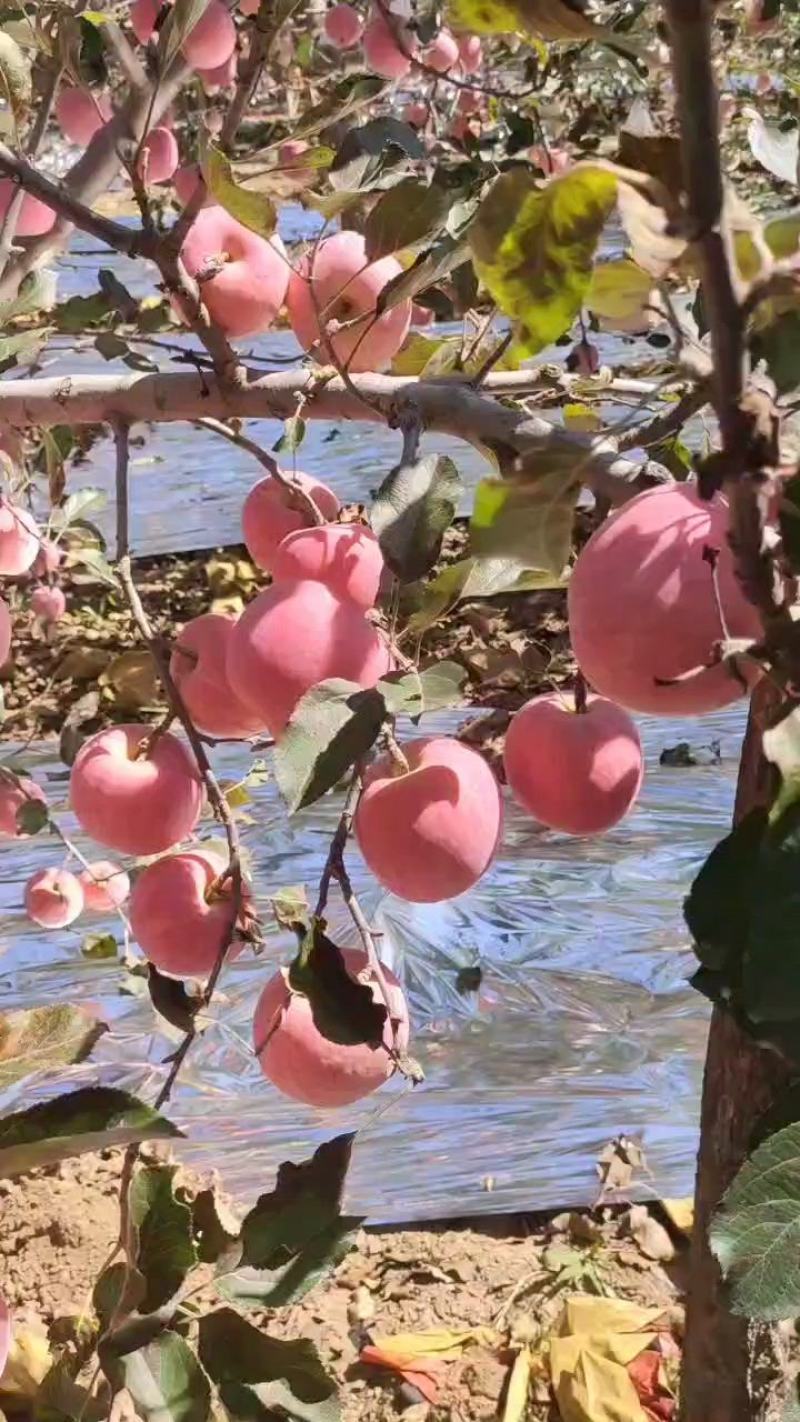 吉县红富士苹果