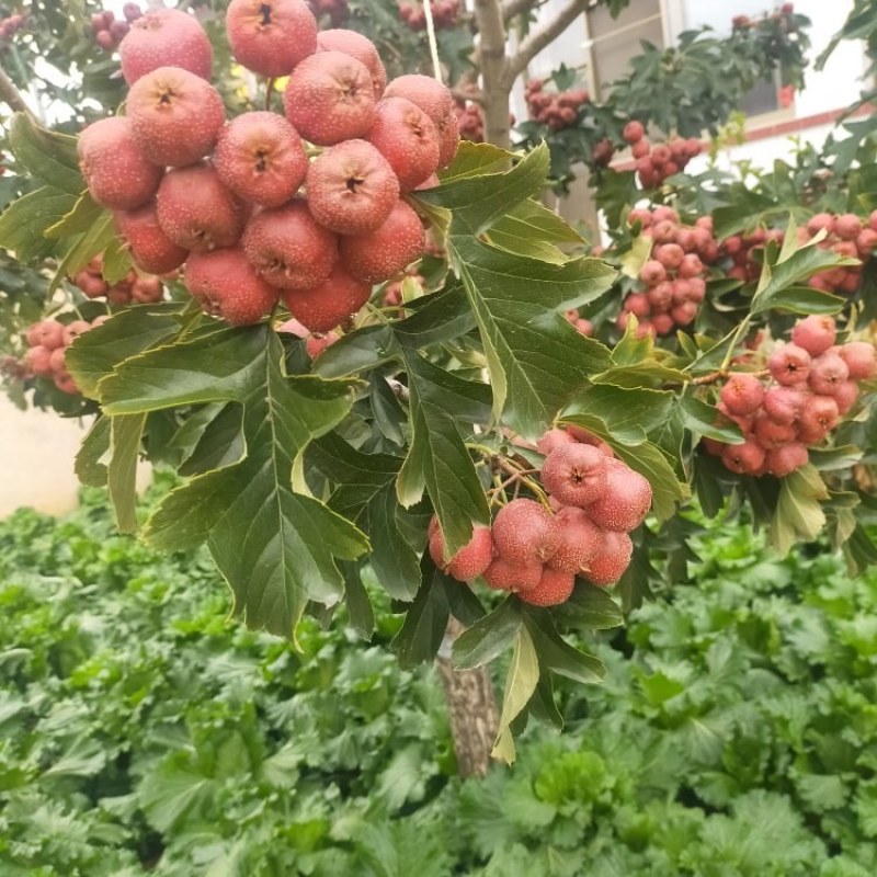 红果正在热销中