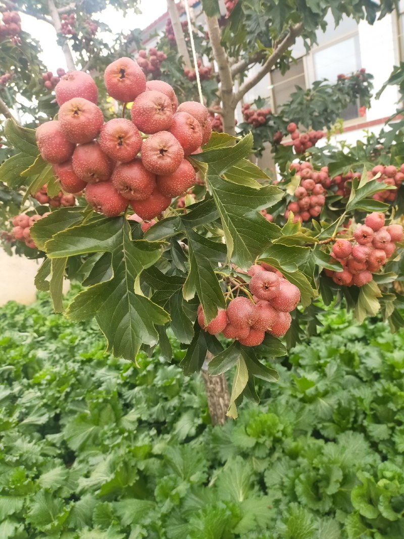 红果正在热销中