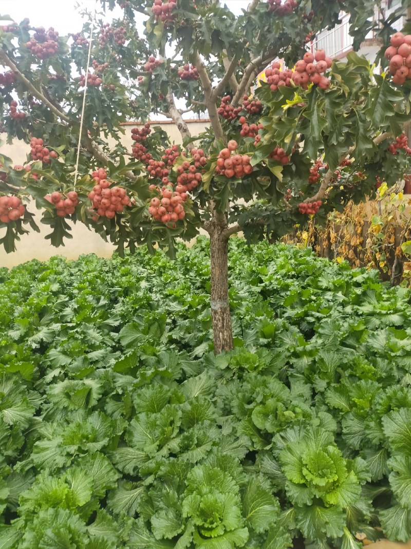 红果正在热销中