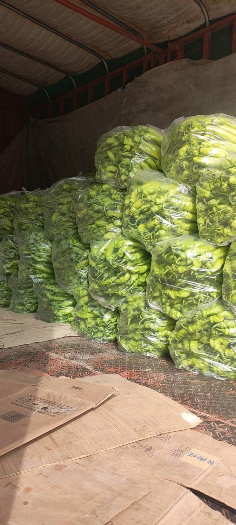 黄皮尖椒上蔡县杨屯乡龚垒，代办，代收，万亩大棚基地，