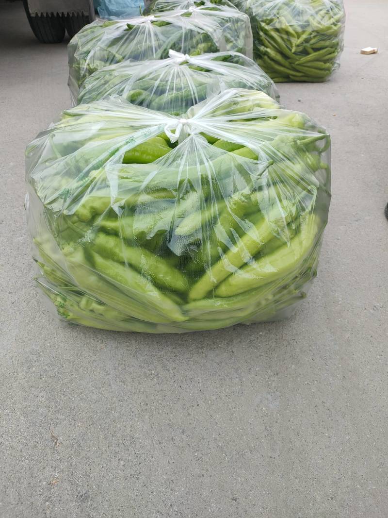 黄皮尖椒上蔡县杨屯乡龚垒，代办，代收，万亩大棚基地，