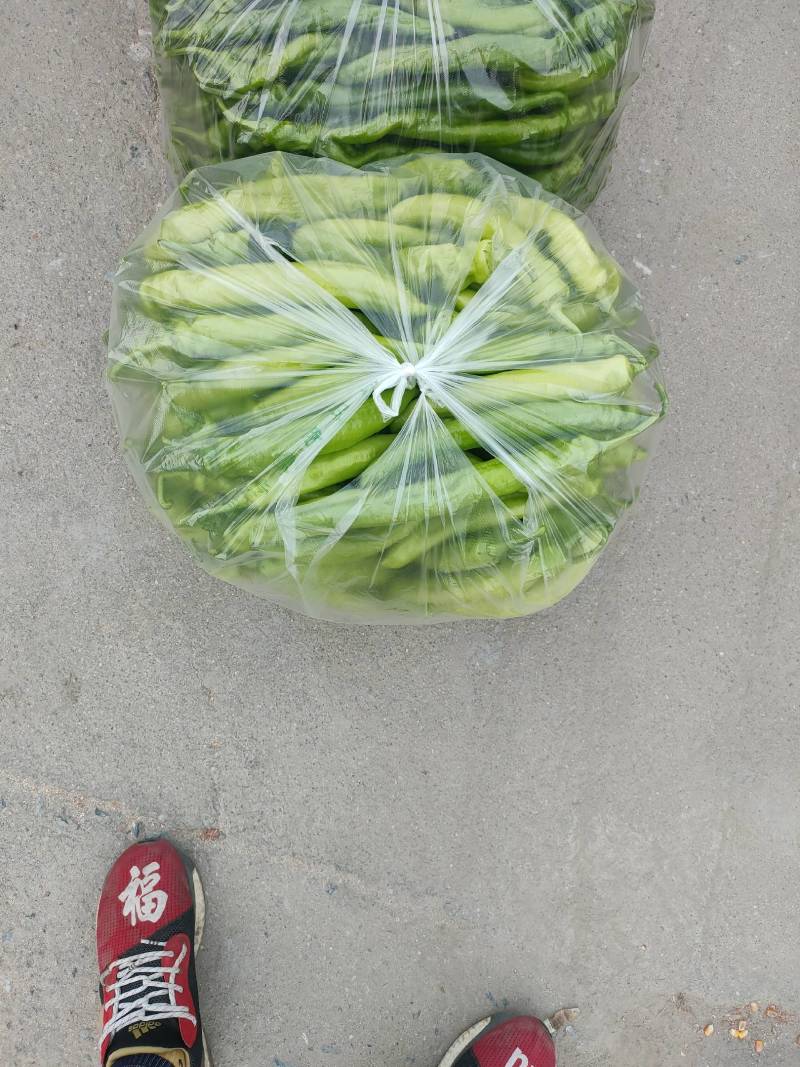 黄皮尖椒上蔡县杨屯乡龚垒，代办，代收，万亩大棚基地，