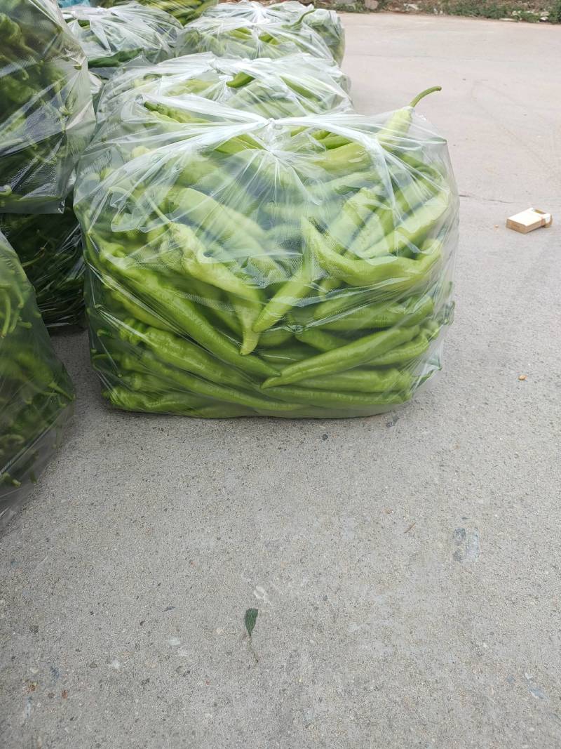 黄皮尖椒上蔡县杨屯乡龚垒，代办，代收，万亩大棚基地，