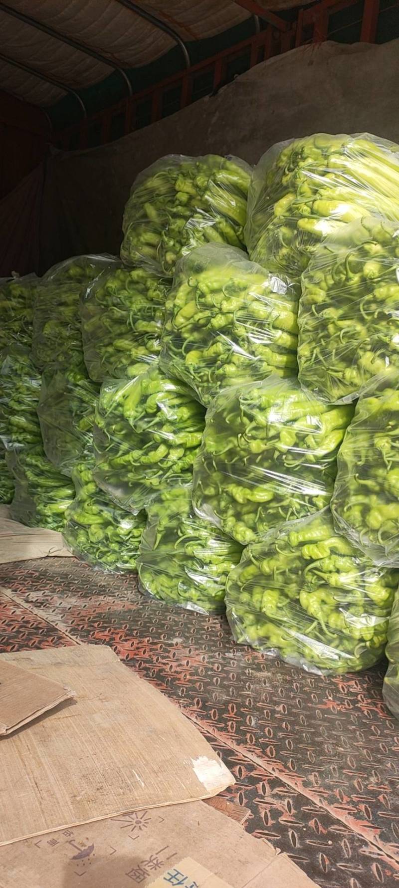 黄皮尖椒上蔡县杨屯乡龚垒，代办，代收，万亩大棚基地，