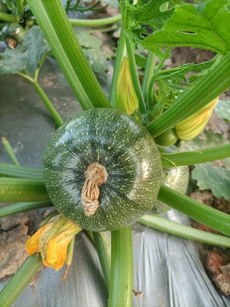 玉米