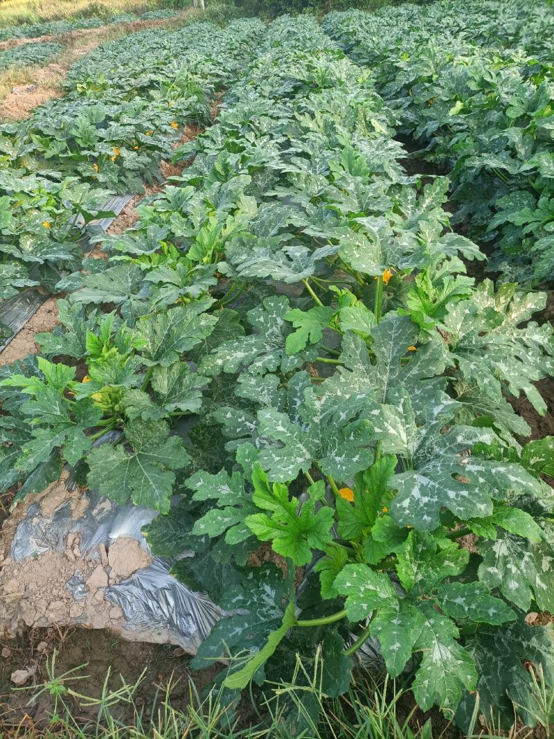 玉米