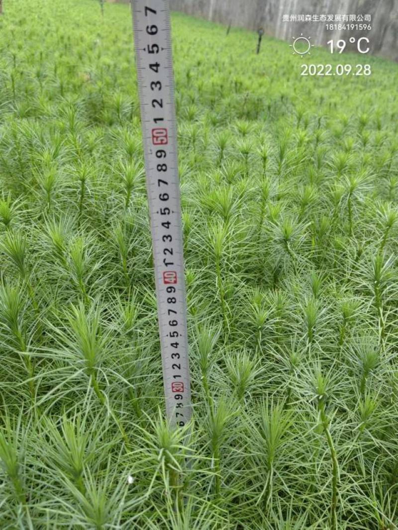 优质华山松苗绿化树苗基地直发一手货源技术指导