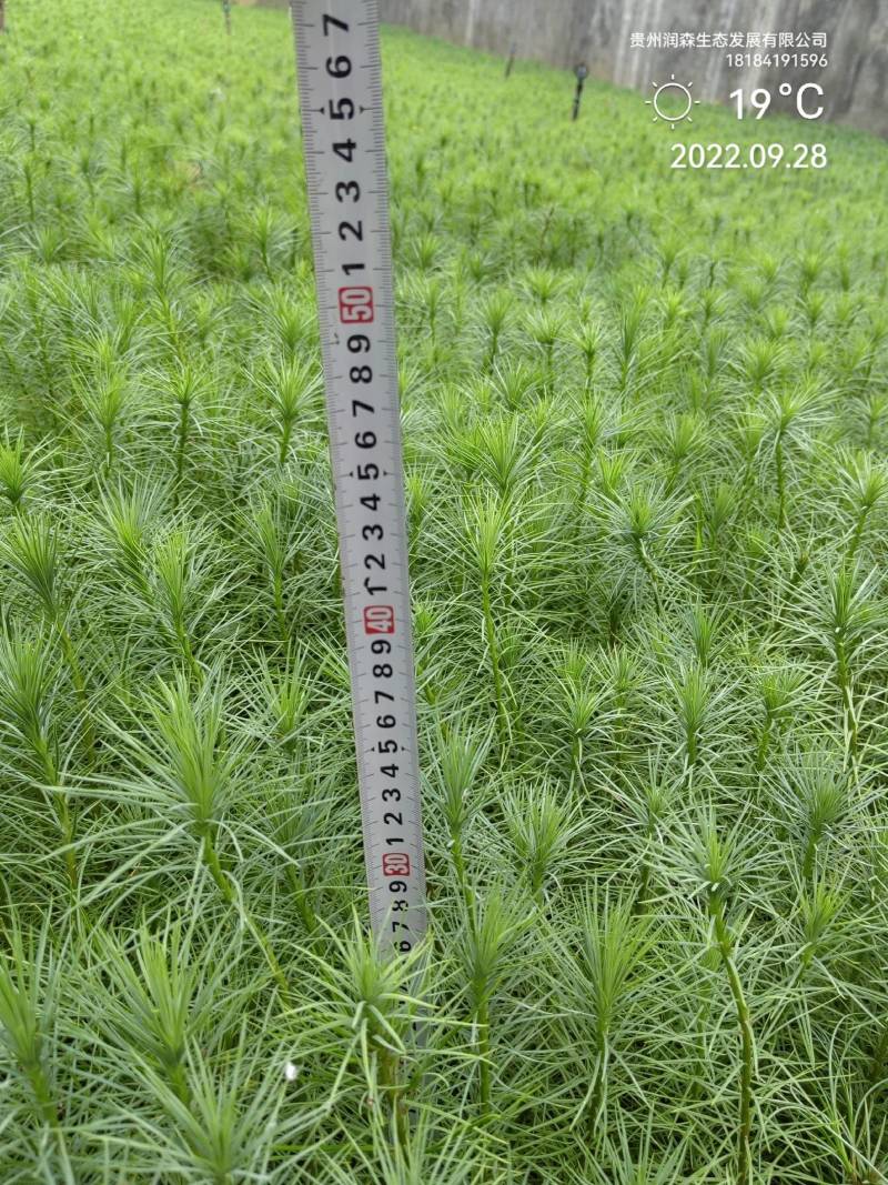 精品华山松速生苗木华山松苗松树苗一手货源绿化还林树苗