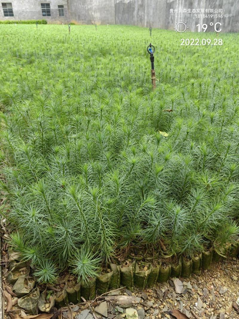 精品华山松速生苗木华山松苗松树苗一手货源绿化还林树苗