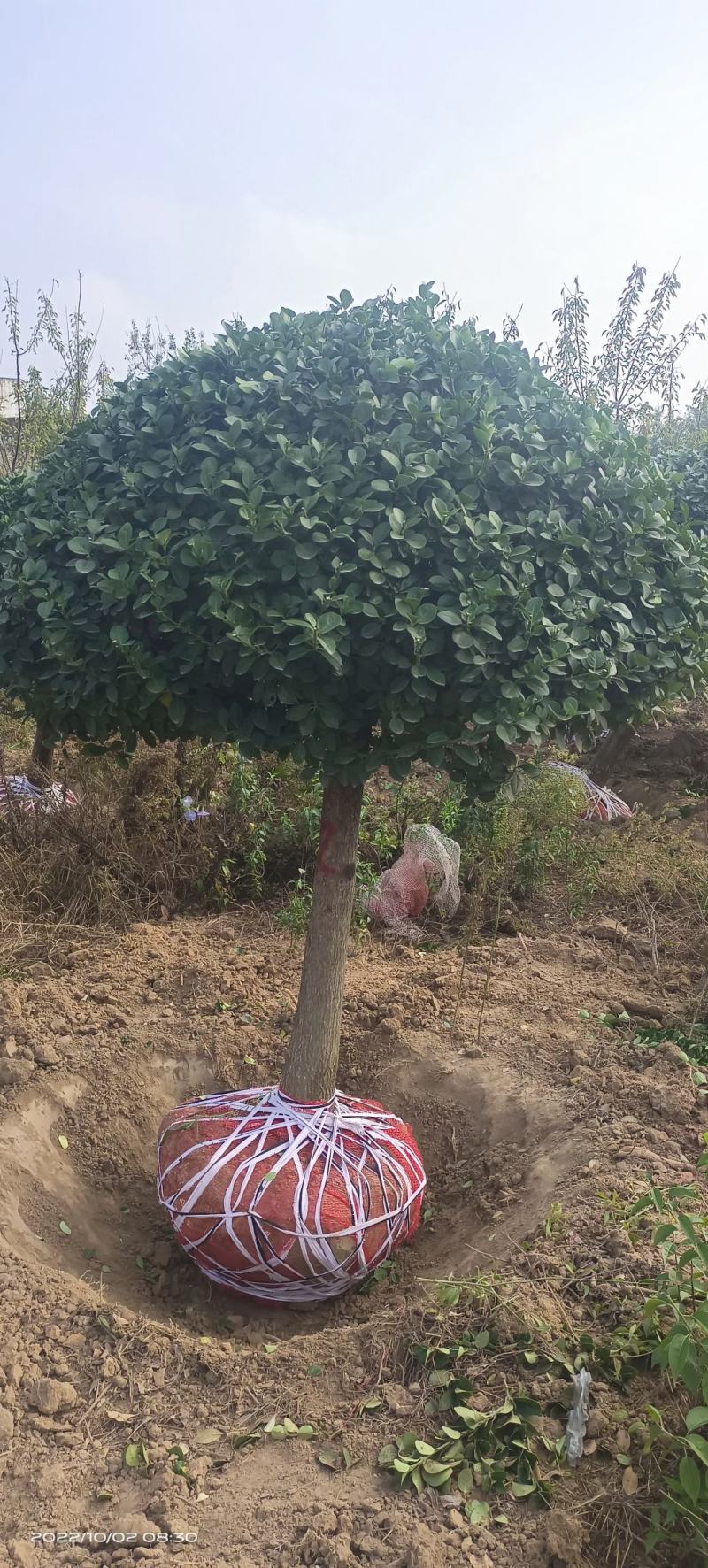高杆卫矛球