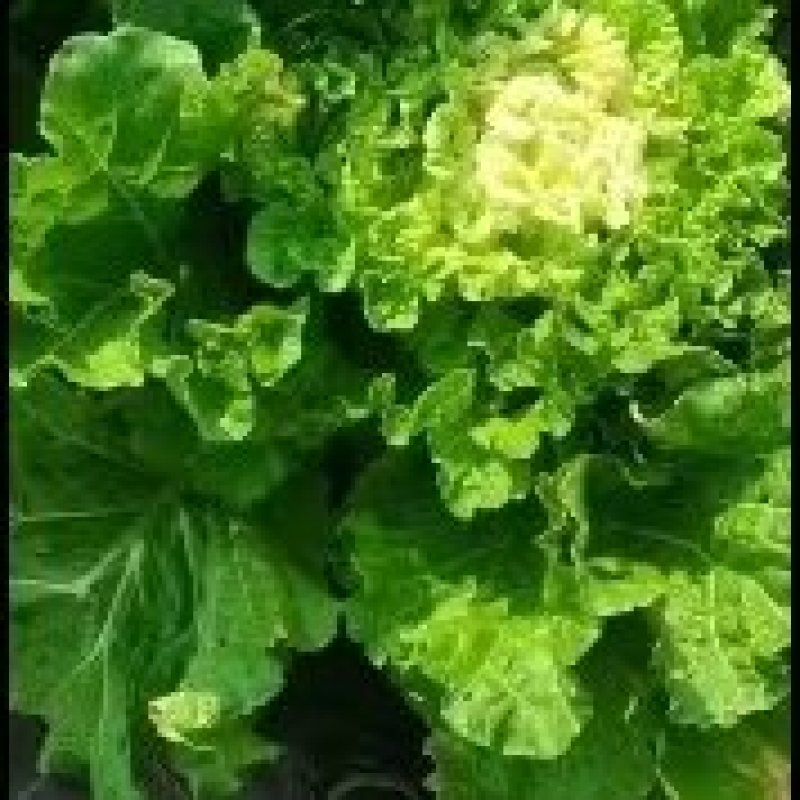 大白菜好再来19上市中