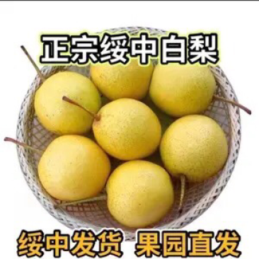 绥中特产大白梨
