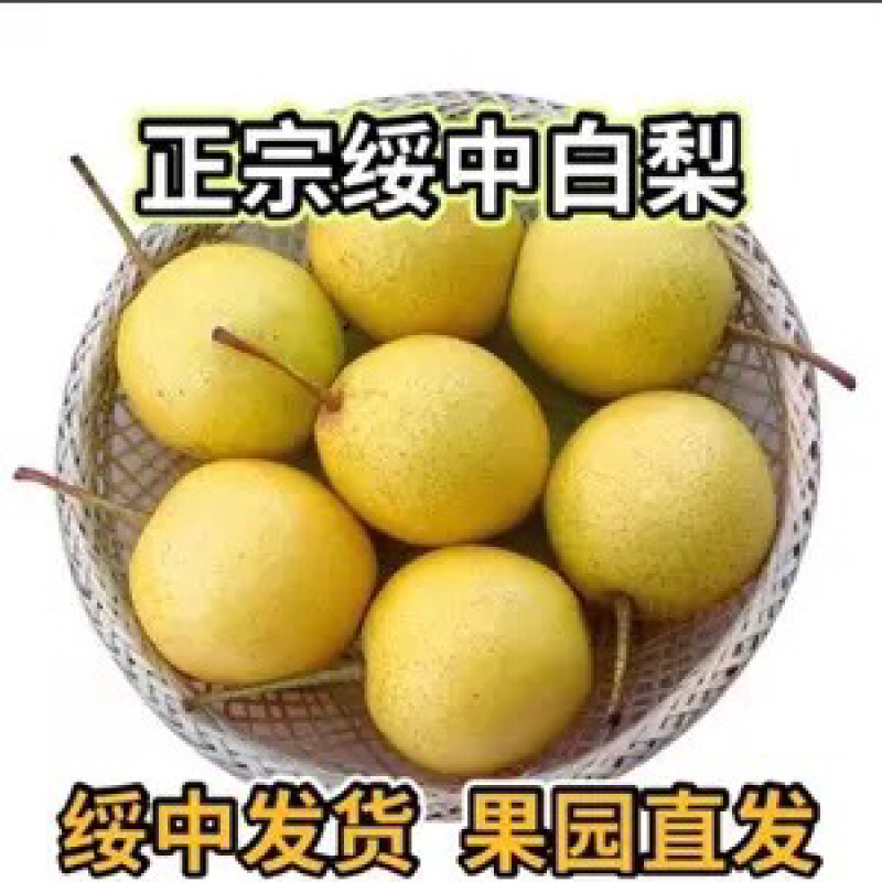 绥中特产大白梨