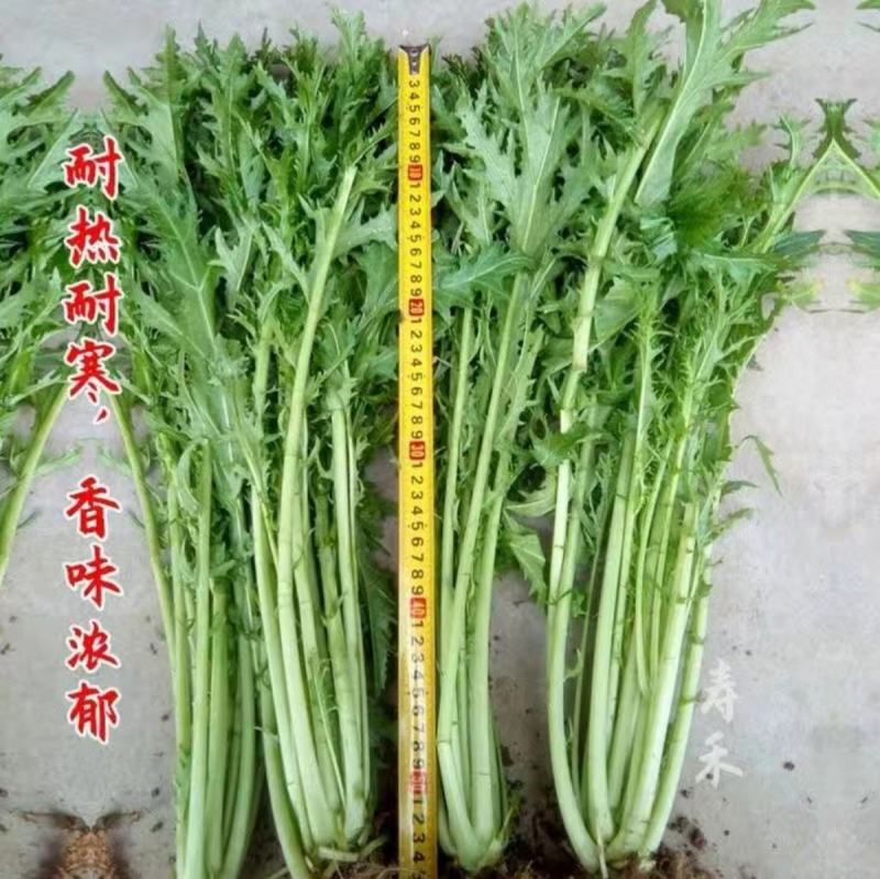 细叶雪里蕻种子雪里红种子40克实惠装农家庭院农户大田种植