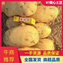 【推荐】宁夏v7黄皮黄心土豆一手货源量大价优可视频