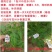 奥力士中微量元素水溶肥防治作物病毒病缩叶卷叶不长