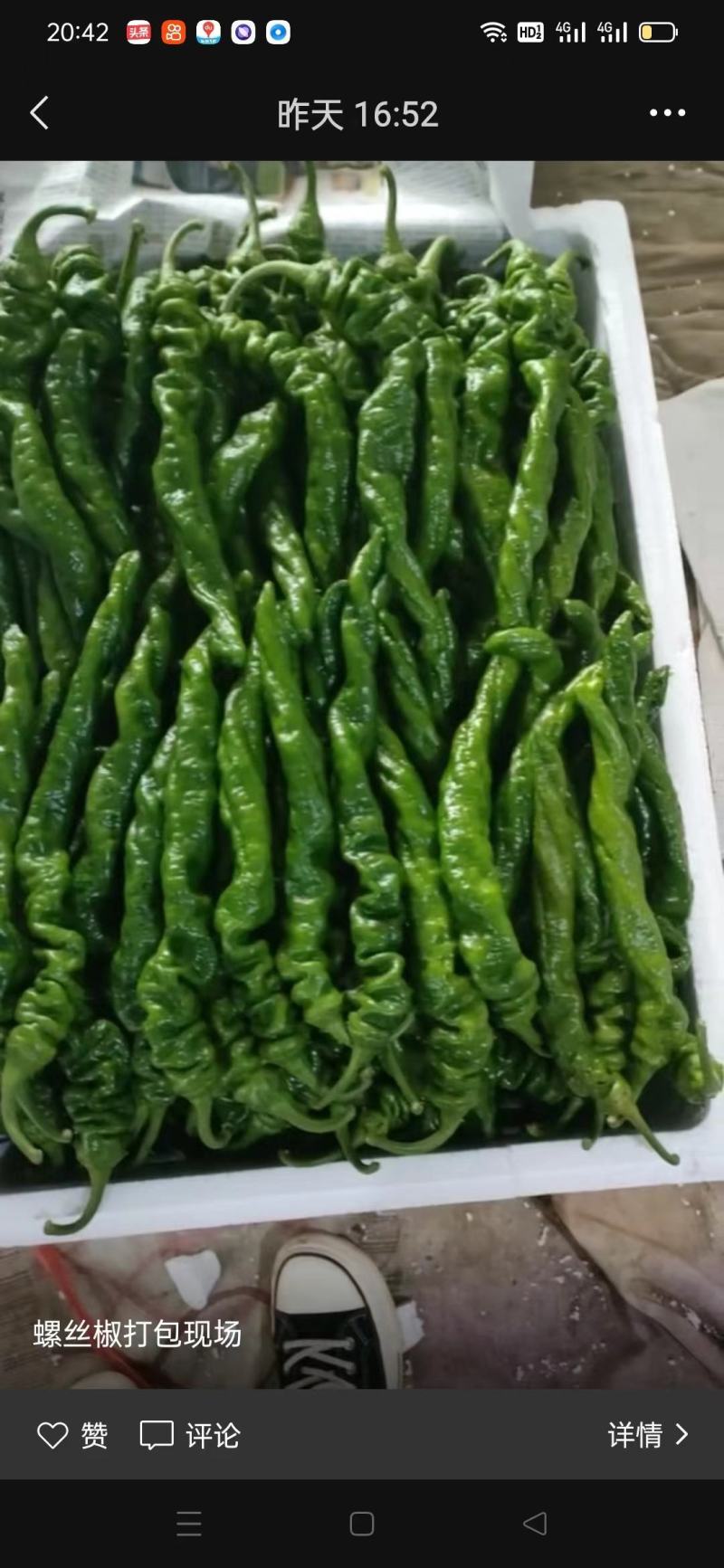山东费县大棚辣椒大量供应螺丝椒