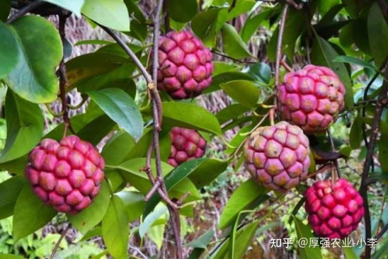 黑老虎水果