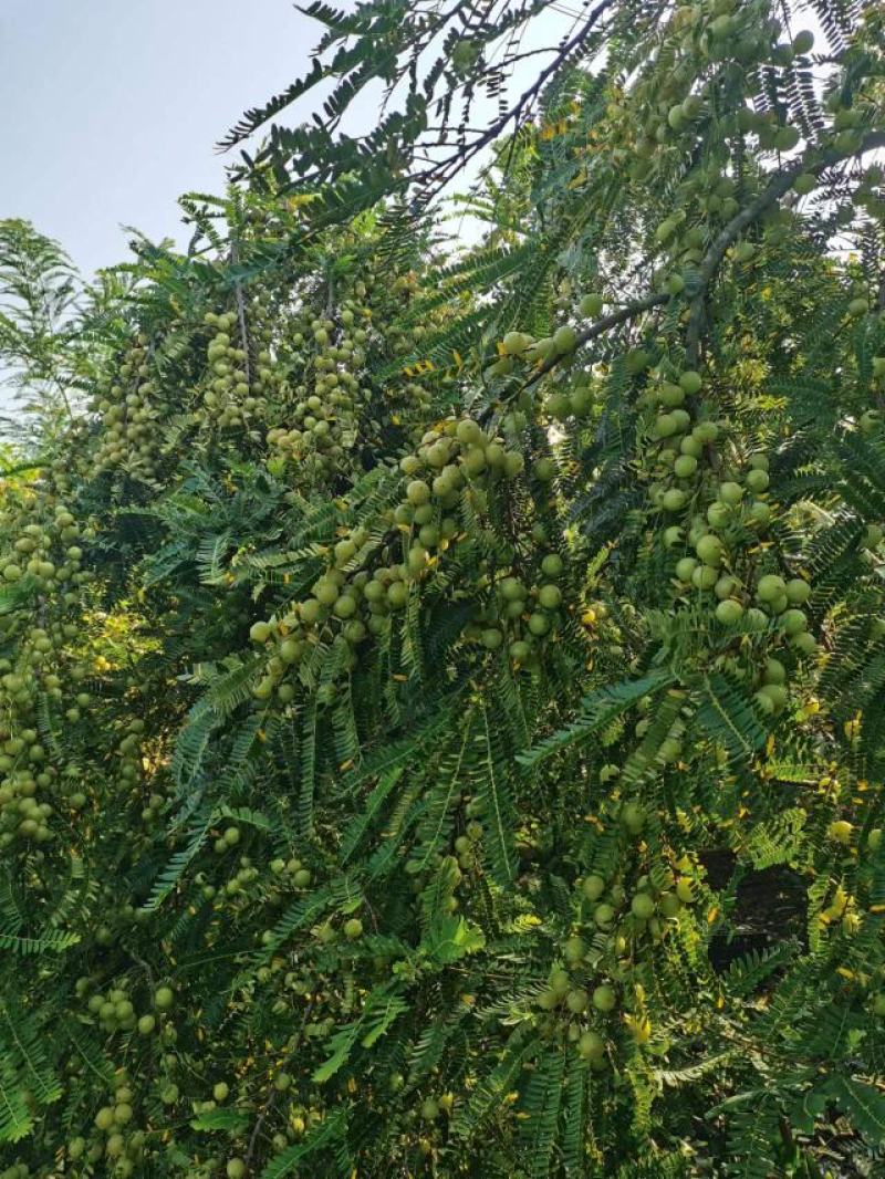 牛甘果丶余甘果大量上市