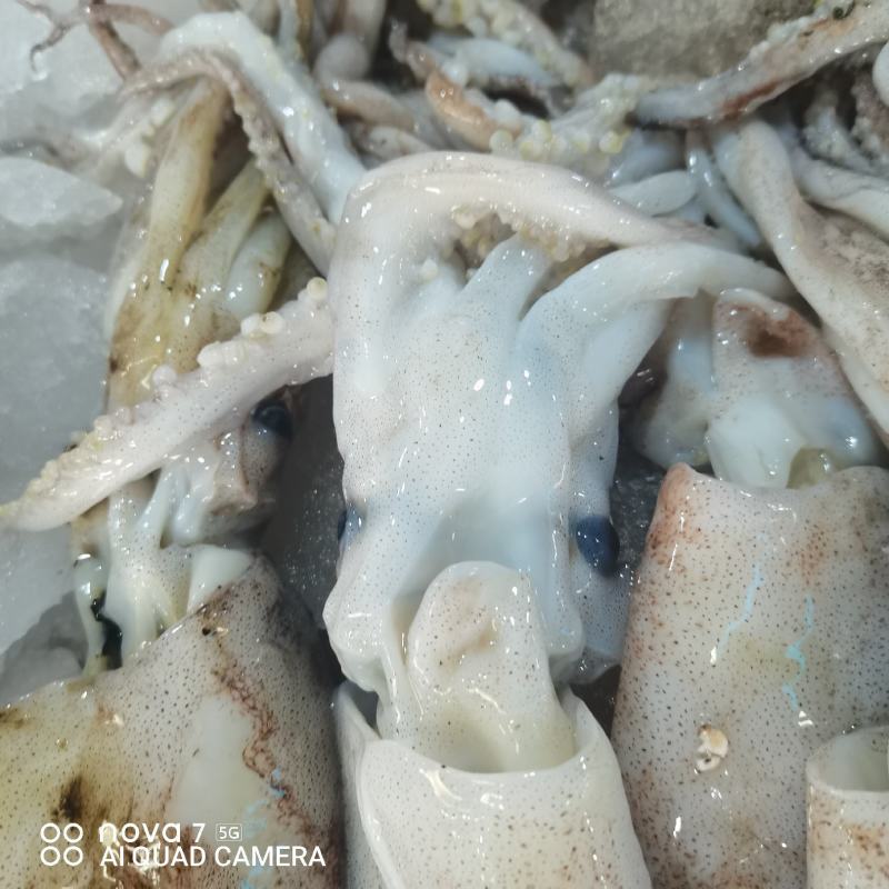 新鲜的鱿鱼，本地货，当天捕捞非冻货！