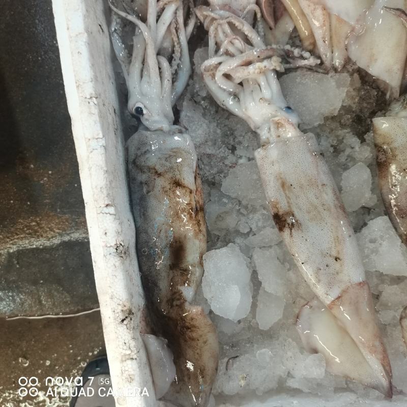 新鲜的鱿鱼，本地货，当天捕捞非冻货！