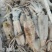 新鲜的鱿鱼，本地货，当天捕捞非冻货！