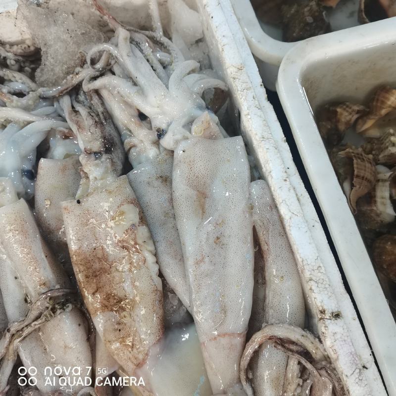 新鲜的鱿鱼，本地货，当天捕捞非冻货！