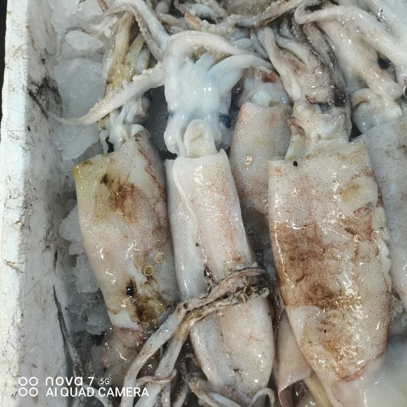 新鲜的鱿鱼，本地货，当天捕捞非冻货！