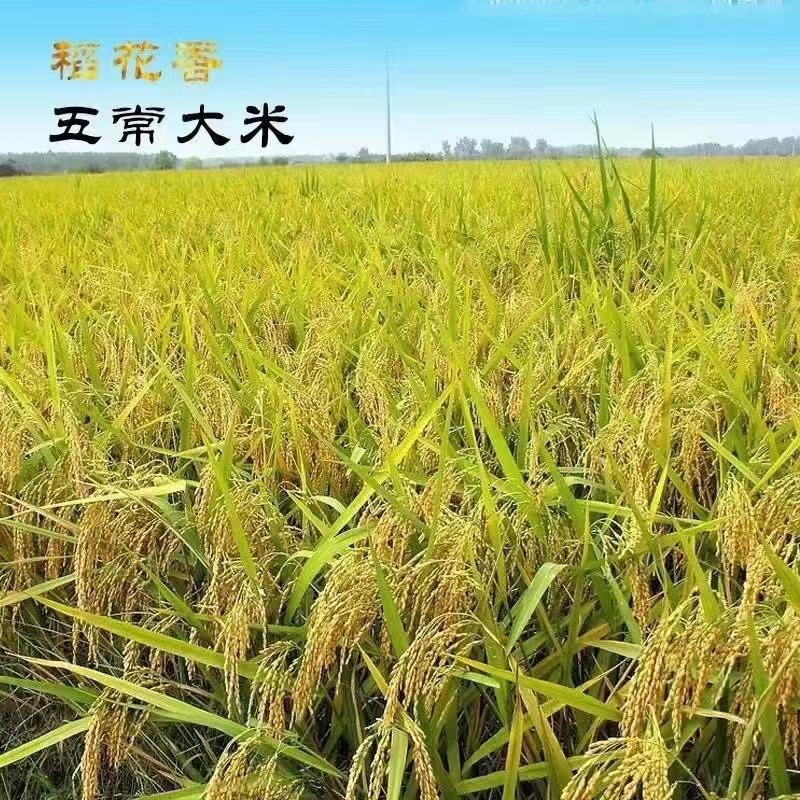 稻花香水稻稻谷