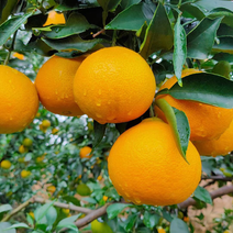 爱媛38果冻橙，颜色漂亮，个头漂亮，发车中🚛