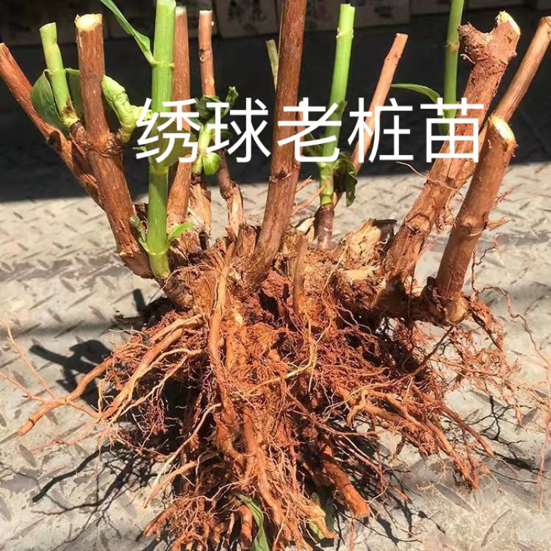 绣球老桩苗法国八仙花老根绣球花苗绿化工程苗木混装当年开花