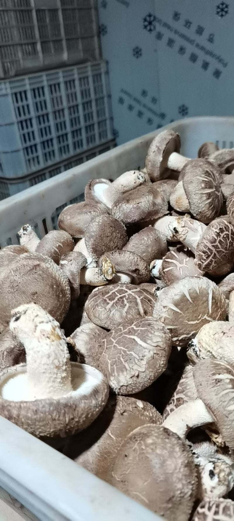 自产自销鲜香