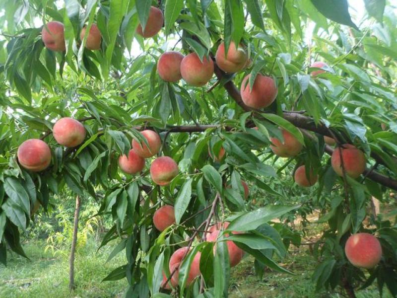 【葡萄专用有机菌肥】2亿菌抗病增甜改善口感