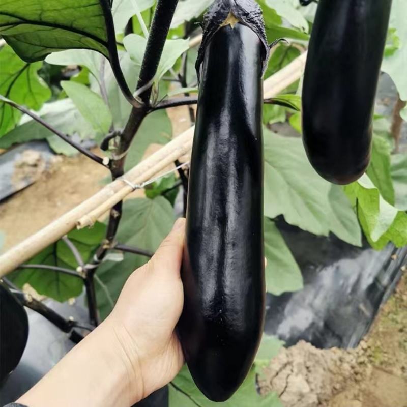 紫龙13长茄种子紫黑茄子种籽阳台四季农家蔬菜烧烤茄种子