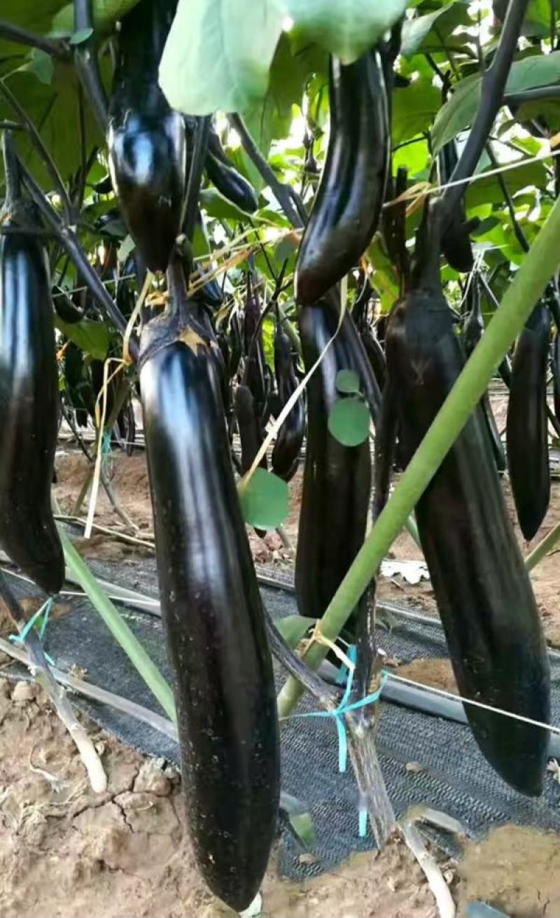 紫龙13长茄种子紫黑茄子种籽阳台四季农家蔬菜烧烤茄种子