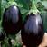 紫罐茄种子茄子苗种籽紫黑阳台四季农家蔬菜苗圆茄种子