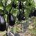 紫罐茄种子茄子苗种籽紫黑阳台四季农家蔬菜苗圆茄种子