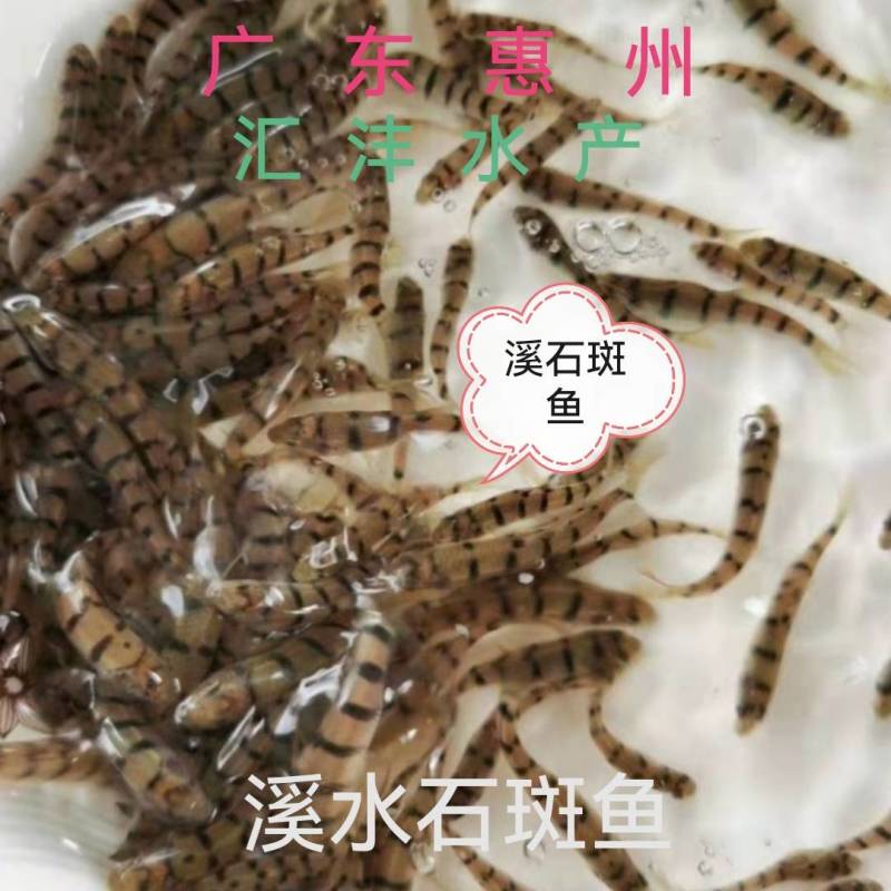 淡水石斑鱼苗，石斑鱼苗，广东淡水石斑鱼苗，小溪石斑鱼！