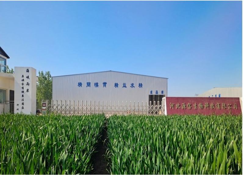 【草莓专用生物有机菌肥】增产增甜2～3度改善口感