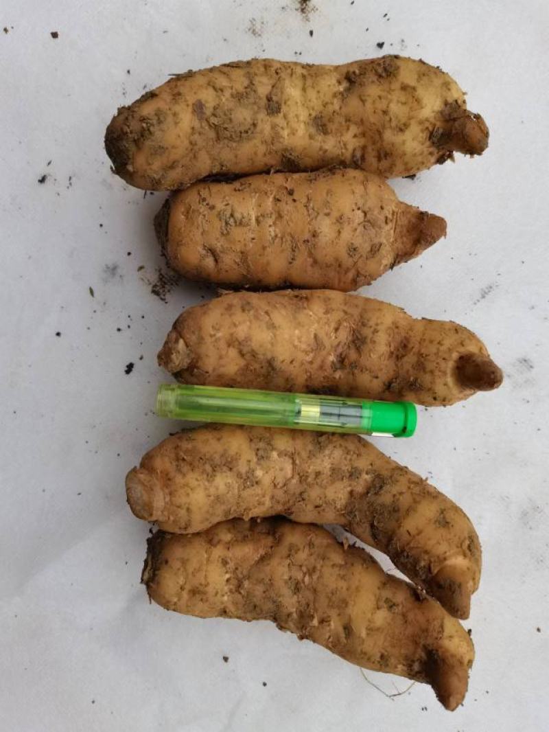 【推荐】高山红天麻种植大户量大从优基地直供欢迎各前来订购